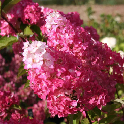 Hortensja bukietowa Fraise Melba