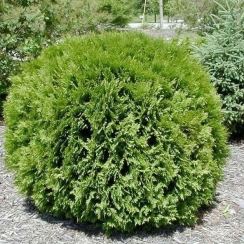 Tuja zachodnia Woodwardii