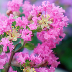 Lagerstroemia indica With Love® Girl Rose (karłowa)