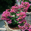Lagerstroemia indica With Love® Girl Rose (karłowa) : zmniejszona - Zdjęcie №3
