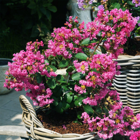 Lagerstroemia indica With Love® Girl Rose (karłowa) - Zdjęcie №3