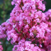 Lagerstroemia indica With Love® Girl Rose (karłowa) : zmniejszona - Zdjęcie №2