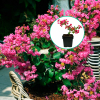 Lagerstroemia indica With Love® Girl Rose (karłowa) (C2 h 20-35 cm) : zmniejszona - Zdjęcie №1