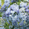 Glicynia Blue Dream (wisteria floribunda) : zmniejszona - Zdjęcie №2