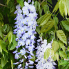 Glicynia Blue Dream (wisteria floribunda) : zmniejszona - Zdjęcie №1