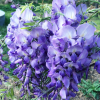 Glicynia Royal Purple (wisteria floribunda) : zmniejszona - Zdjęcie №1