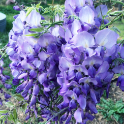 Glicynia Royal Purple (wisteria floribunda)