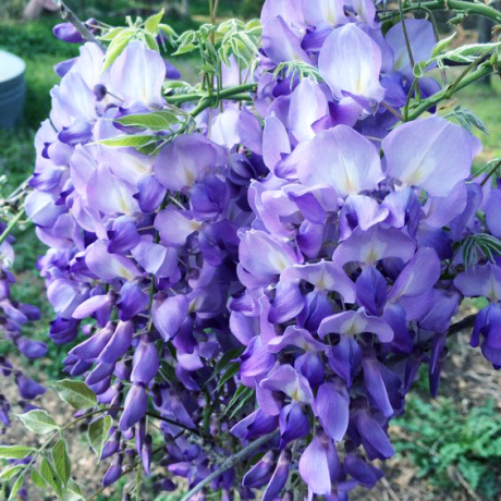 Glicynia Royal Purple (wisteria floribunda) - Zdjęcie №1