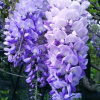 Glicynia Royal Purple (wisteria floribunda) : zmniejszona - Zdjęcie №3