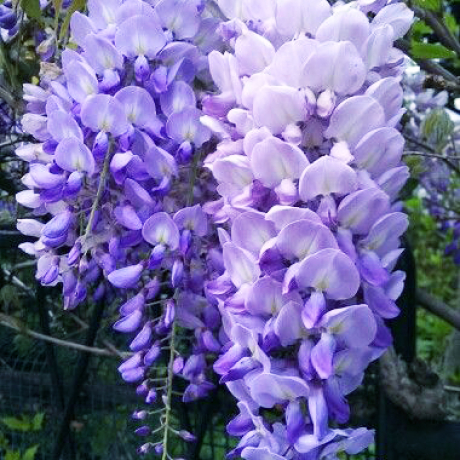 Glicynia Royal Purple (wisteria floribunda) - Zdjęcie №3