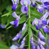 Glicynia Royal Purple (wisteria floribunda) : zmniejszona - Zdjęcie №2