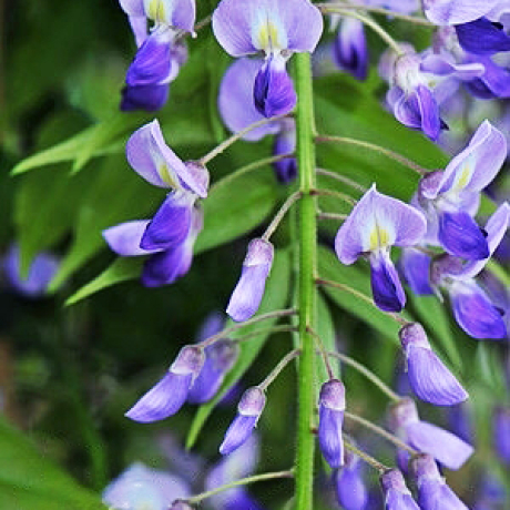 Glicynia Royal Purple (wisteria floribunda) - Zdjęcie №2
