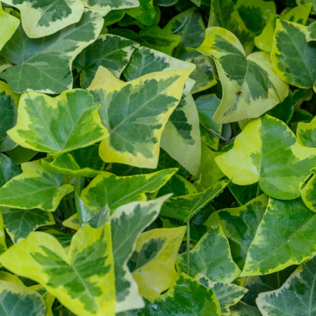 Bluszcz pospolity Gold Child (hedera helix) - Zdjęcie №1