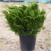 Jałowiec pospolity Gold Cone (Juniperus communis) : zmniejszona - Zdjęcie №2