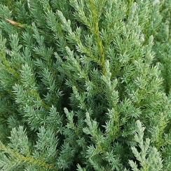 Jałowiec pospolity Gold Cone (Juniperus communis)