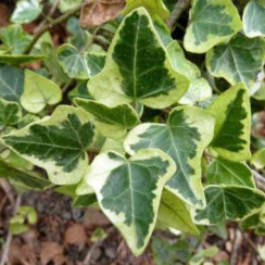 Bluszcz pospolity Golden Kolibri (hedera helix)