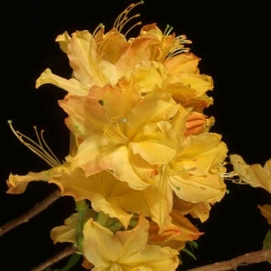 Azalia wielkokwiatowa Golden Lights C2 h 30-65 cm