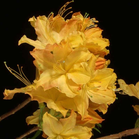 Azalia wielkokwiatowa Golden Lights C2 h 30-65 cm - Zdjęcie №1