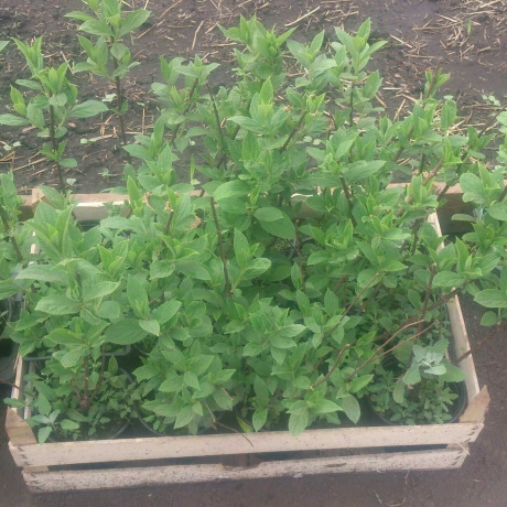 Hortensja bukietowa Fraise Melba - Zdjęcie №3