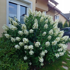 Hortensja bukietowa LEVANA