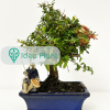 Bonsai Granat (6 lat) doniczka 15 cm / wysokość rośliny 18 cm : zmniejszona - Zdjęcie №2