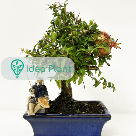 Bonsai Granat (6 lat) doniczka 15 cm / wysokość rośliny 18 cm - Zdjęcie №2