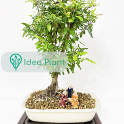 Bonsai Granat (5 lat) doniczka 32 cm / wysokość rośliny 26 cm