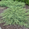 Jałowiec płożący Green Carpet (Juniperus horizontalis) : zmniejszona - Zdjęcie №1
