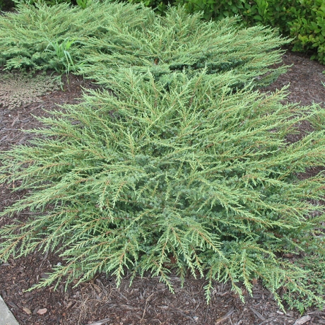Jałowiec płożący Green Carpet (Juniperus horizontalis) - Zdjęcie №1