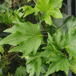 Bluszcz pospolity Green Ripple (hedera helix)