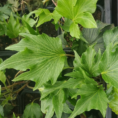 Bluszcz pospolity Green Ripple (hedera helix) - Zdjęcie №1