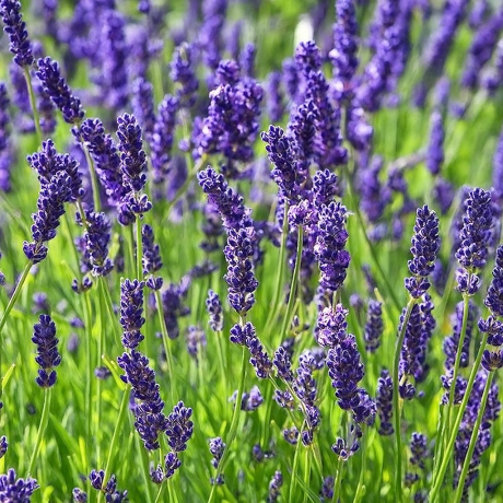 Lawenda wąskolistna Havana (lavandula angustifolia) - Zdjęcie №1