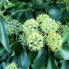 Bluszcz pospolity Arborescens (hedera helix) : zmniejszona - Zdjęcie №1