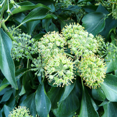 Bluszcz pospolity Arborescens (hedera helix) - Zdjęcie №1