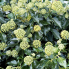 Bluszcz pospolity Arborescens (hedera helix) : zmniejszona - Zdjęcie №2
