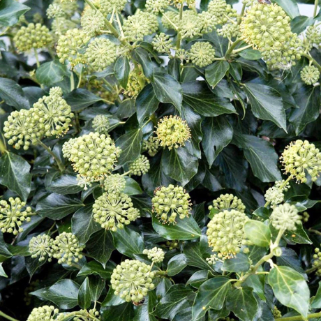 Bluszcz pospolity Arborescens (hedera helix) - Zdjęcie №2