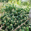 Bluszcz pospolity Arborescens (hedera helix) : zmniejszona - Zdjęcie №3