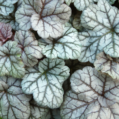 Żurawka Cinnabar Silver