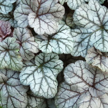 Żurawka Cinnabar Silver - Zdjęcie №1