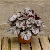 Żurawka Cinnabar Silver : zmniejszona - Zdjęcie №3