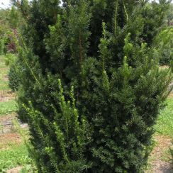 Cis Hicksii (taxus baccata)