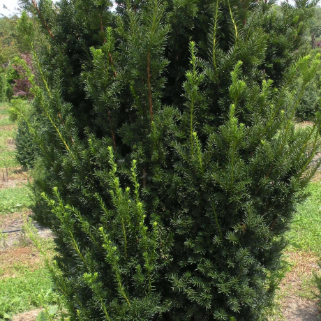 Cis Hicksii (taxus baccata) - Zdjęcie №1