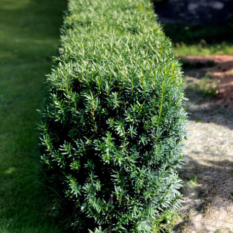 Cis Hicksii (taxus baccata) - Zdjęcie №2