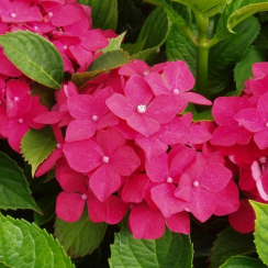 Hortensja ogrodowa Red Baron Hydrangea macrophylla