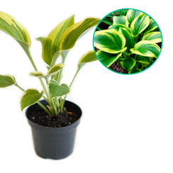 Hosta funkia 'Aureomarginata'