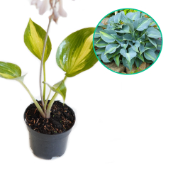Hosta funkia 'Catherine'