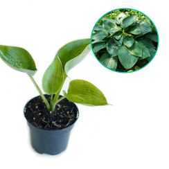 Hosta funkia 'Empress Wu'