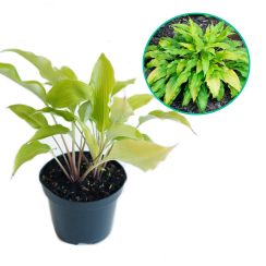 Hosta funkia 'Frisian Pride'