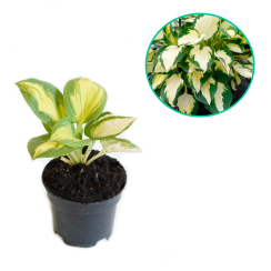 Hosta funkia 'Georgia Sweetheart'
