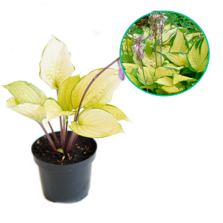 Hosta funkia 'Gold Standard' - Zdjęcie №1